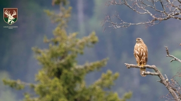 ფრინველთა ხმებით სავსე სიმშვიდე - „საირმეს რეკრეაციული ფერმა“ ლევან ქობალიას ფოტოობიექტივში