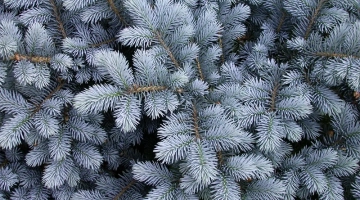 წიწვოვანების უკანონოდ მოპოვებაზე, ჯარიმა 2000 ლარით განისაზღვრება, გამეორების შემთხვევაში, დგება სისხლის სამართლებრივი პასუხისმგებლობა