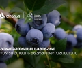 თიბისის მხარდაჭერით, ლურჯი მოცვის მწარმოებლებისთვის საერთაშორისო სემინარი გაიმართა