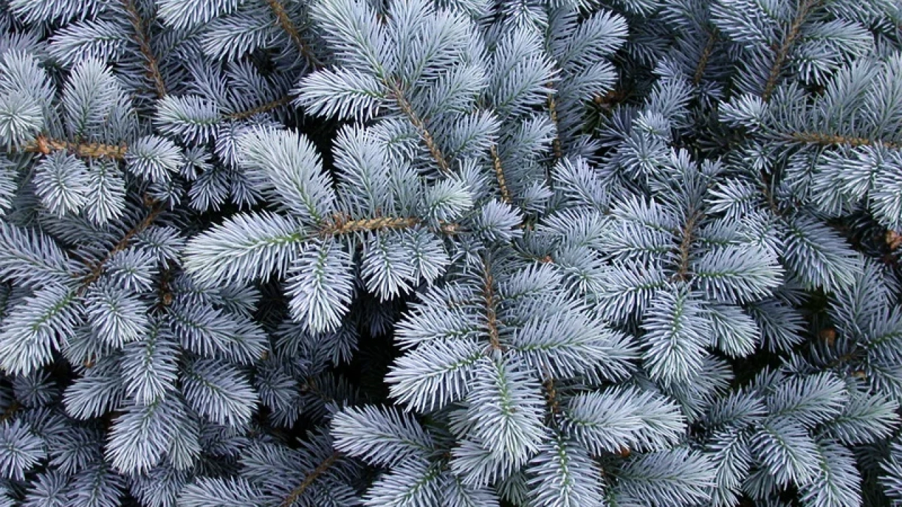 წიწვოვანების უკანონოდ მოპოვებაზე, ჯარიმა 2000 ლარით განისაზღვრება, გამეორების შემთხვევაში, დგება სისხლის სამართლებრივი პასუხისმგებლობა