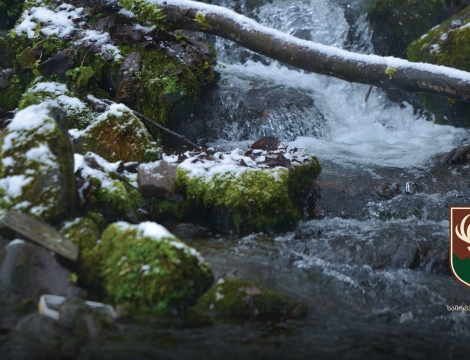საირმეში დათევზიანების მეორე ეტაპი დასრულდა - მდინარე წაბლარასწყალში წითელწინწკლებიანი კალმახის ქვირითი გაუშვეს