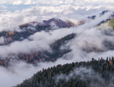 „საირმეს რეკრეაციული ფერმა“ ნიკა ლებანიძის ობიექტივში