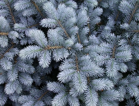 წიწვოვანების უკანონოდ მოპოვებაზე, ჯარიმა 2000 ლარით განისაზღვრება, გამეორების შემთხვევაში, დგება სისხლის სამართლებრივი პასუხისმგებლობა