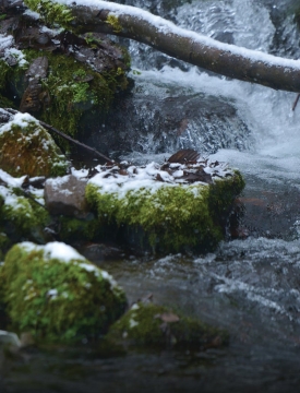 საირმეში დათევზიანების მეორე ეტაპი დასრულდა - მდინარე წაბლარასწყალში წითელწინწკლებიანი კალმახის ქვირითი გაუშვეს