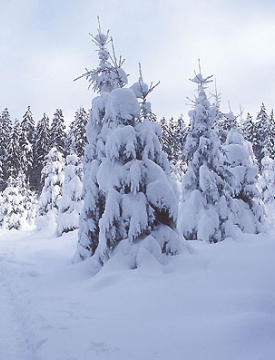 "...ზვავსაშიშროების საფრთხის დონე მაღალია"