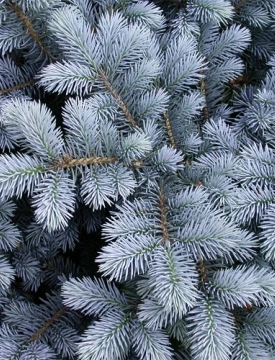 წიწვოვანების უკანონოდ მოპოვებაზე, ჯარიმა 2000 ლარით განისაზღვრება, გამეორების შემთხვევაში, დგება სისხლის სამართლებრივი პასუხისმგებლობა