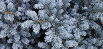 წიწვოვანების უკანონოდ მოპოვებაზე, ჯარიმა 2000 ლარით განისაზღვრება, გამეორების შემთხვევაში, დგება სისხლის სამართლებრივი პასუხისმგებლობა